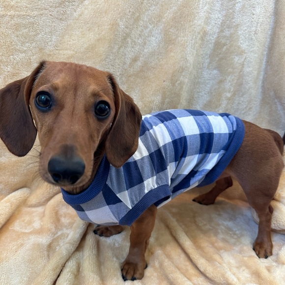 Small Old Navy dog shirt